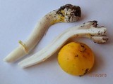 Amanita elongata image