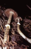 Psathyrella ellenae image