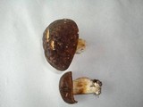 Xanthoconium affine image
