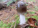 Amanita rhacopus image