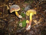 Boletus pulverulentus image