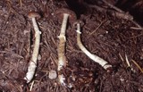 Psathyrella ellenae image