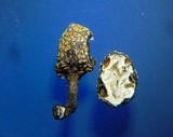 Xylaria squamulosa image