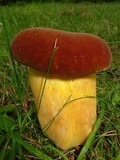 Boletus auripes image