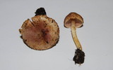 Agaricus diminutivus image