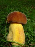 Boletus auripes image