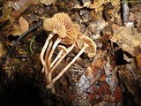 Tubaria conspersa image
