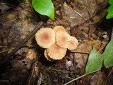 Tubaria conspersa image