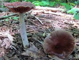 Cortinarius pseudosalor image
