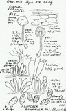 Naucoria bohemica image