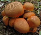 Tylopilus balloui image