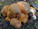 Gyroporus ballouii image