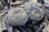 Lactarius corrugis image