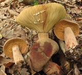 Lactarius corrugis image