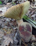 Lactarius corrugis image