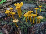 Cantharellus ignicolor image