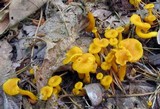 Cantharellus ignicolor image