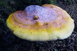 Ganoderma curtisii image