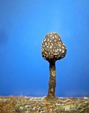 Xylaria squamulosa image