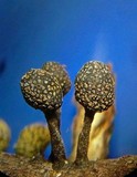 Xylaria squamulosa image