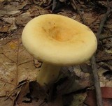 Lactarius volemus var. flavus image