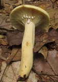 Lactarius volemus var. flavus image