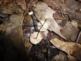 Marasmius quercophilus image