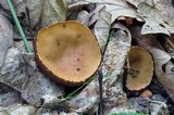 Galiella rufa image