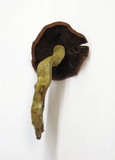 Cortinarius smithii image