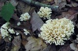 Tremellodendron schweinitzii image