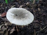 Amanita onusta image