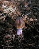 Cortinarius vanduzerensis image