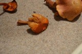 Gymnopilus aeruginosus image