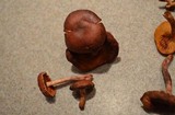 Gymnopilus aeruginosus image