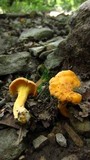Cantharellus lateritius image