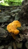 Cantharellus lateritius image