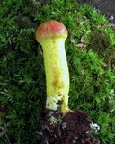 Pulveroboletus ravenelii image
