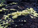 Fuligo septica image