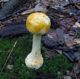 Amanita roseitincta image