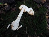 Amanita roseitincta image