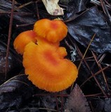Hygrocybe miniata image