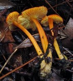 Hygrocybe miniata image