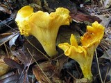 Cantharellus lateritius image