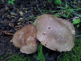 Tylopilus plumbeoviolaceus image