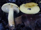 Lactarius volemus var. flavus image