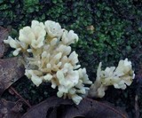 Tremellodendron pallidum image