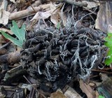 Xylaria magnoliae image