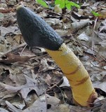 Phallus ravenelii image