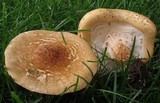 Echinoderma asperum image