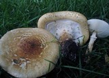 Echinoderma asperum image